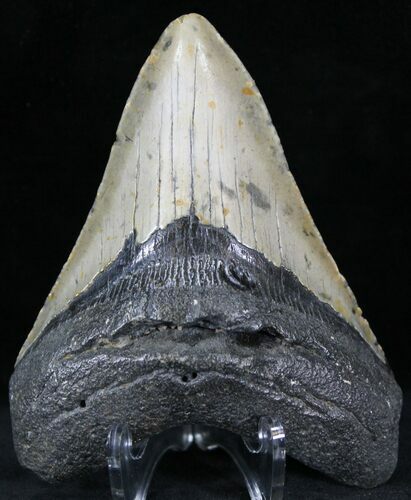 Bargain Megalodon Tooth - North Carolina #22943